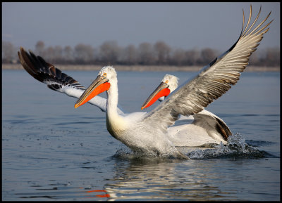Dalmatian Pelicans chase
