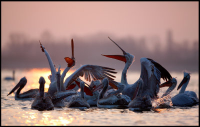 Dalmatian Pelicans in Kerkini sunrise