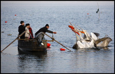 Fisherman Tom and family, feeding pelicans in the evening