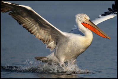 Landing Dalmatian Pelican