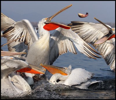 Pelicans catching fish