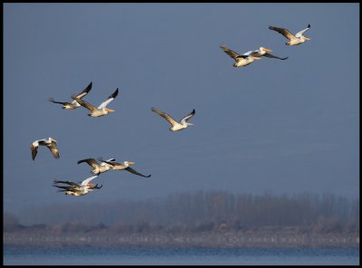 Pelicans gathering in south end of lake Kerkini in the evening