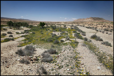After lots of rain during winter you can see flowers in the desert