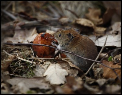 Strre skogsmus (Yellow-necked Mouse - Apodemus flavicollis) - Torne snen