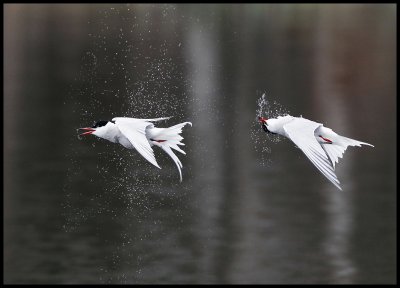 Common Tern shaking water after diving - S.Bergundasjn (2 pictures)