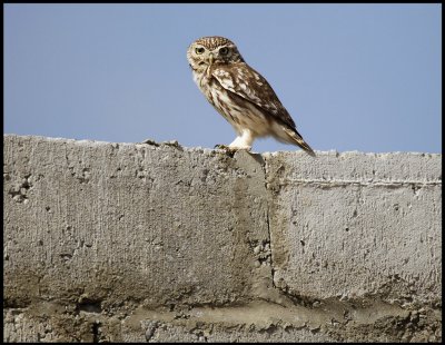 Little Owl on a house - Syria
