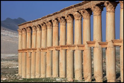 Palmyra pillars