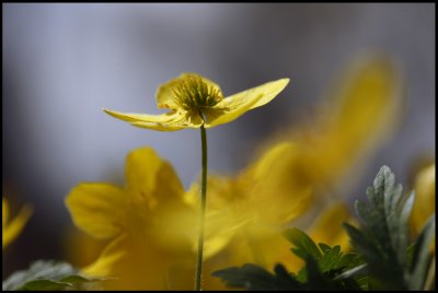 Yellow Anemone (Gulsippa) Anemone ranunculoides - land