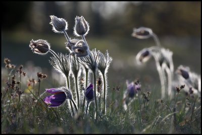 European Pasque Flower (Anemone pulsatilla) - land