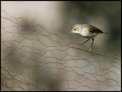Long-legged Chiff-Chaff looking for insects - Syria