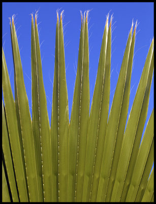 Palmleaf - Fuerteventura