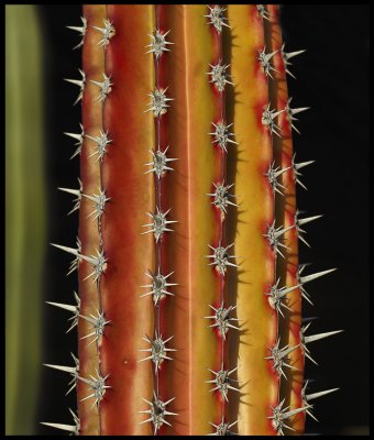 Cactus - Fuerteventura