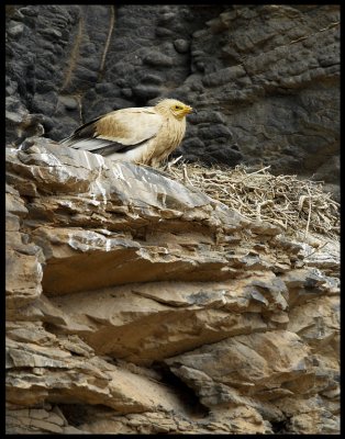 Egyptian Vulture (Neophron percnopterus) on nest - Fuerteventura