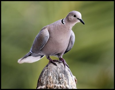 Eurasian Collared Dove (Streptopelia decaocto) - Fuerteventura