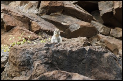 Barbary Ground Squirrel (Atlantoxerus getulus) - Fuerteventura Canary Islands