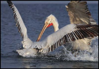 Pelican attack - Lake Kerkini, Greece