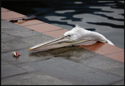 I sure would like that piece of fish - Young Dalmatian pelican in Kastorias harbour