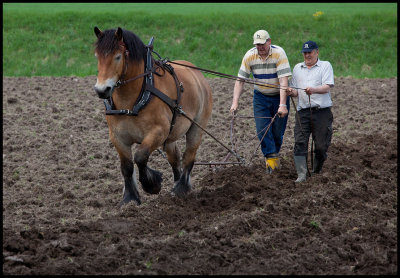 Ploughing with Ardenner horse - Huseby Smland