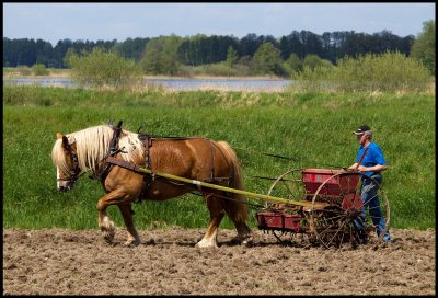 Sowing with Ardenner horse - Huseby Smland