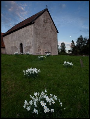 Hemmesj old church (12th century) with White Narcissus