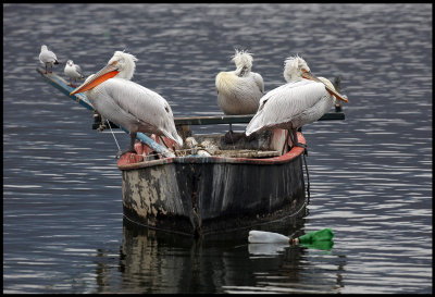 Dalmatian pelicans resting on a boat