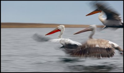 Dalamatian Pelicans in flight