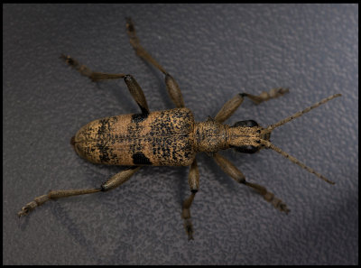 Longhorn beetle (Lvtrdlpare, Rhagium mordax) on my camping table...... Urshult