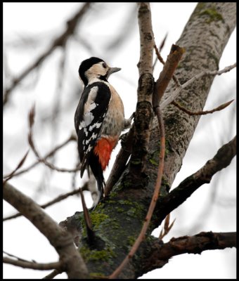 Syrian Woodpecker (Dendrocopos syriacus) - Kastoria