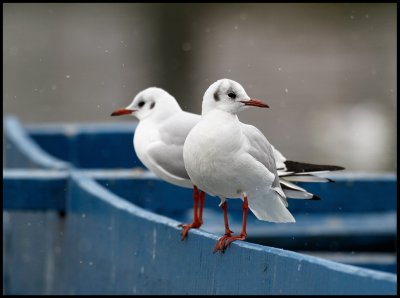 Black-headed Gulls in snowfall - Kastoria