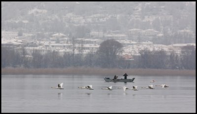 Mute Swans in Lake Kastoria
