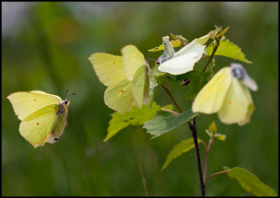 Brimstone (Gonepteryx rhamni - Citronfjärilar) One female willing to mate is attracting three males - Vikensved