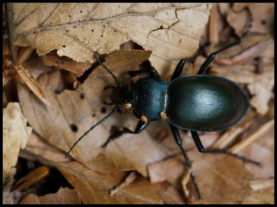 Carabus beetle (Parklpare) with three Acarina (kvalster) - Vikensved