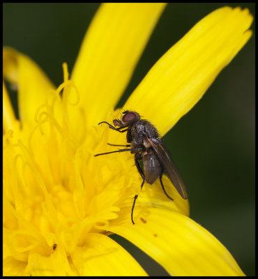 Fly feeding on hind legs