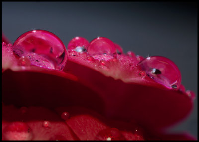 Droplets on a flower (Double exposure with two different light sources)