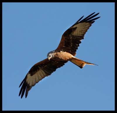 Red kite - common bird of prey  in Scania - Sweden