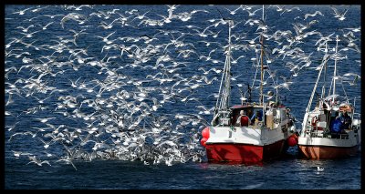 Herring Gulls outside Vard - Norway