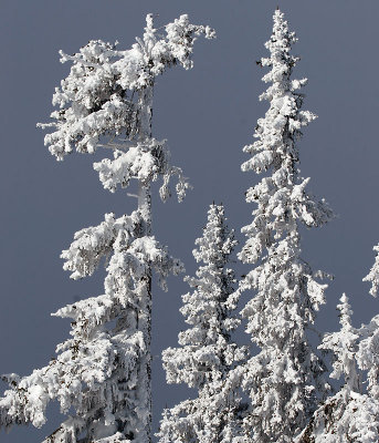 Snowcovered trees - Dalarna