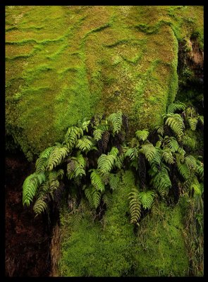A wall of vegetation