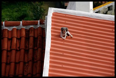 Roof guardian - Santa Cruz / Azores