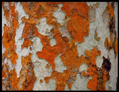 Lichen on tree near Cete Cidades
