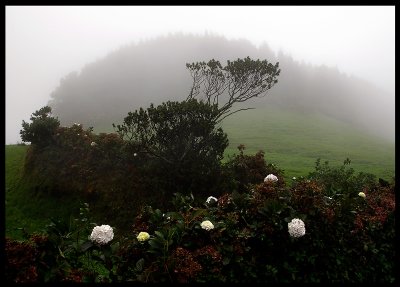 Foggy weather on central Sao Miguel