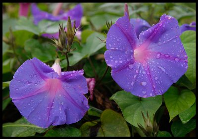 Blue flowers after rain