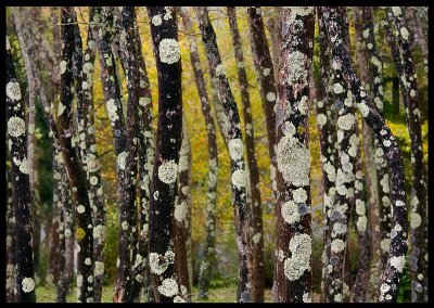 Trees with lichen - The Azores