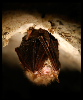 Small bat in Ros-Mari Johanssons basement
