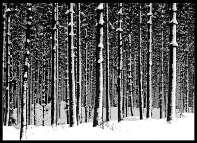 Winter forrest near Emmaboda - Smland