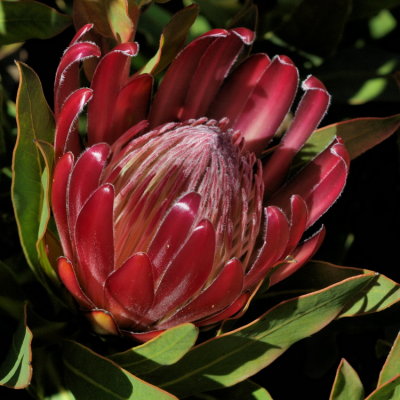 750protea3P8030178.jpg