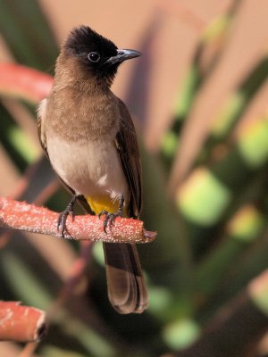 600bulbul3P8111080.jpg