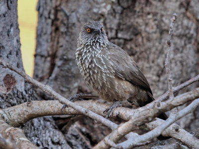 800thrush3P8152680.jpg