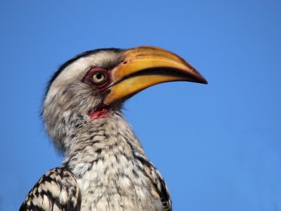 800hornbill1aP8100503.jpg