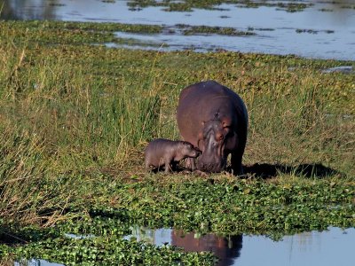 800hippo20aP8131633.jpg